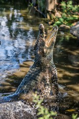  The Cuban crocodile (crocodylus rhombifer) jumps out of the water.