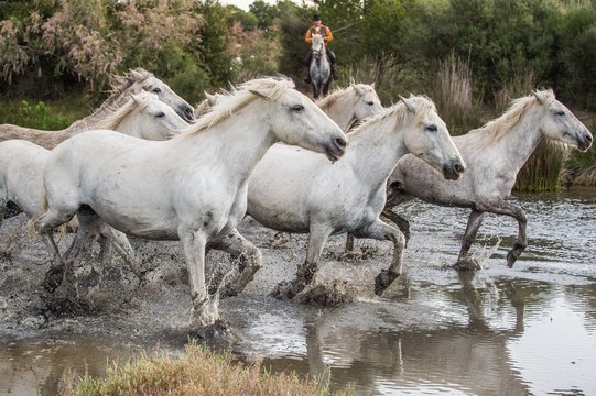 Herd of White Camargue Horses running on the water