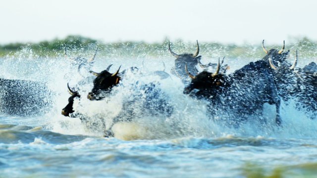 France cowboy Camargue bull animal running marshland horse 