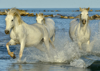 Herd of White Camargue Horses running on the water