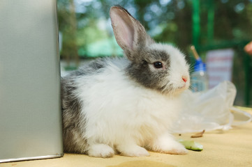 Cute rabbit sit on the table.
