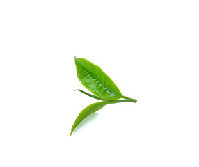 Fresh green tea leaf on white background