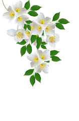 Fototapeta premium jasmine white flower isolated on white background