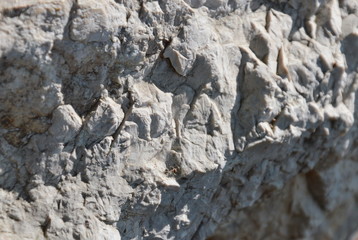 rock texture and background in garden
