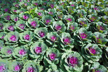 Cabbage