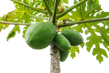 Papaya bunch on tree.
