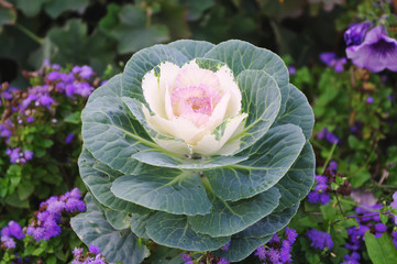 decorative cabbage vegetable curly (Brassica oleracea var. acephala)