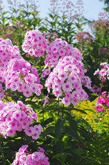 Obraz premium pink phloxes flowers on flowerbed closeup, local focus, shallow DOF 