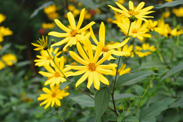 yellow flowers of topinambour (Helianthus tuberosus), local focus, shallow DOF