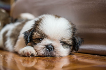 Shih Tzu puppies