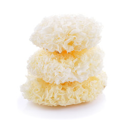 White Jelly Fungus  on white background