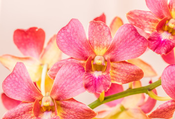 Fototapeta na wymiar Dendrobium orchids