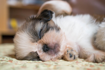 Shih Tzu puppies