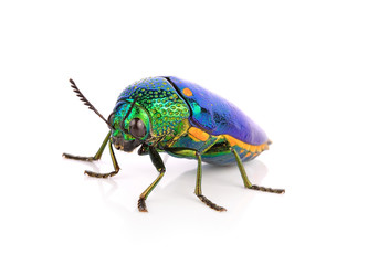 metallic wood-boring beetle isolated on white background.