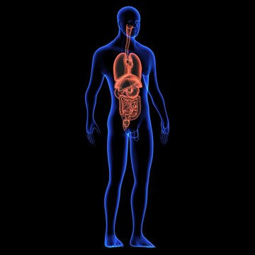 Human body orgens