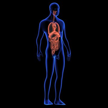 Human body orgens