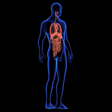 Human body orgens