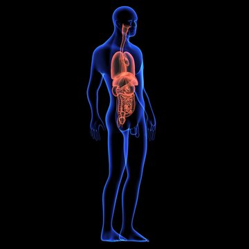 Human body orgens
