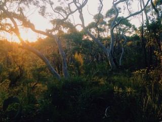 Obraz na płótnie Canvas Sunset or sunrise in the Australian bush