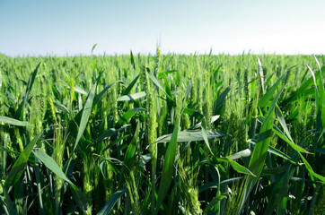 The ripening wheat