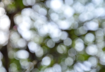 blurry background of tree in the garden