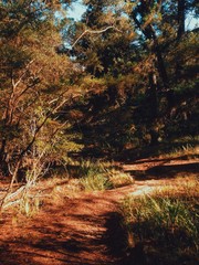 Sunny Path through Forest