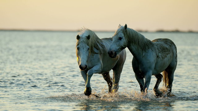 Camargue animal horses grey freedom sunset travel