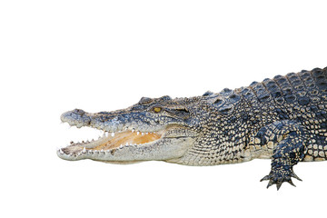 saltwater crocodile, crocodylus porosus, jaws open wide on a white background.