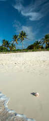 Shell in a Caribbean beach