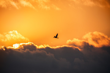 Flying bird in the sky. Scenic sunrise with beautiful cloudscape