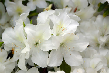 white Rhododendron flowers