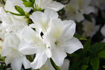 white Rhododendron flowers