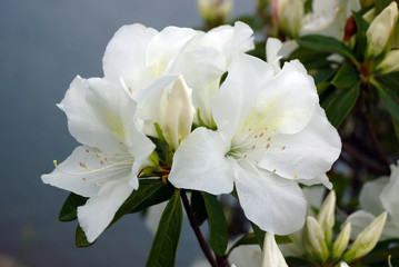 white Rhododendron flowers
