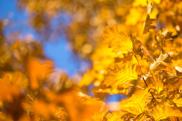 leaves in autumn