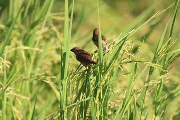 Bird in rice field
