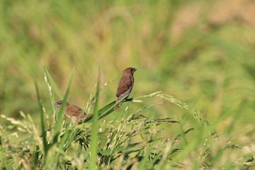Bird in rice field