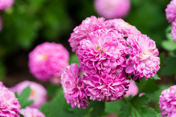 Fototapeta premium Pink Rose de Rescht in the garden