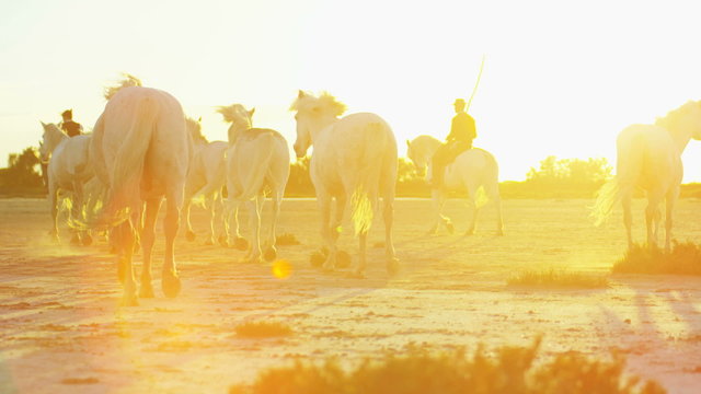 Cowboy France Camargue animal horses herd sun flare