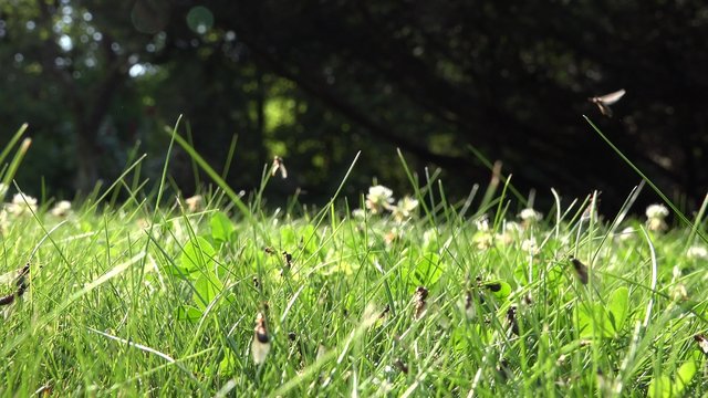 Winged ants walk in grass and fly. Insect nest during swarming mating time in nature. Static shot. 4K

