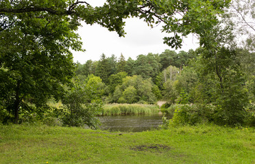 Fototapeta na wymiar view to summer forest and river or lake