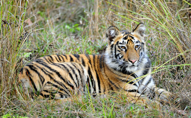 Fototapeta na wymiar Young Bengal tiger in natural habitat. The Bengal (Indian) tiger Panthera tigris tigris.