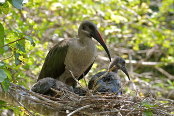 ibis, nid, Afrique