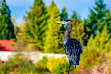 Great Blue Heron