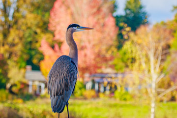 Great Blue Heron