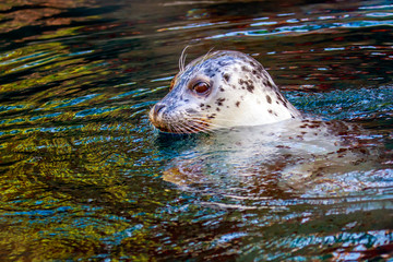 Harbor Seal © pngstudio
