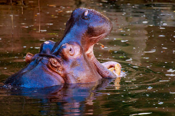 Fototapeta premium Hippo yawning