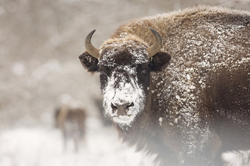 Bison winter day in the snow © danmir12