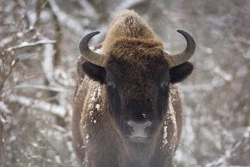 Wall murals Bison Bison winter day in the snow