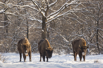 Bison winter day in the snow © danmir12