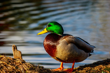 Male Mallard